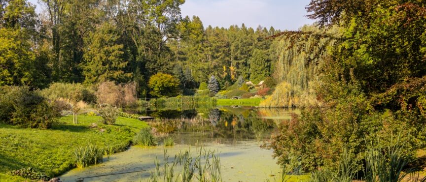 Zyska przyroda, zyskają odwiedzający. Unijna dotacja na odtworzone stawów na terenie Ogrodów Przelewice
