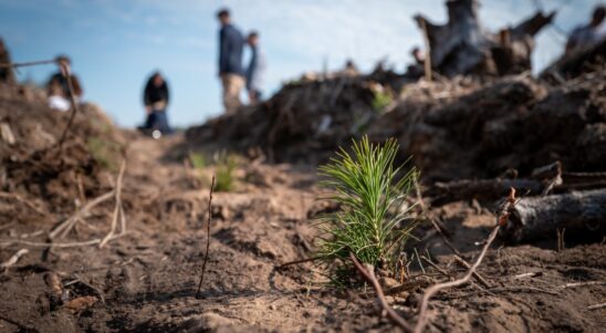Zielone Pomorze Zachodnie. Razem z młodzieżą sadzimy lasy!