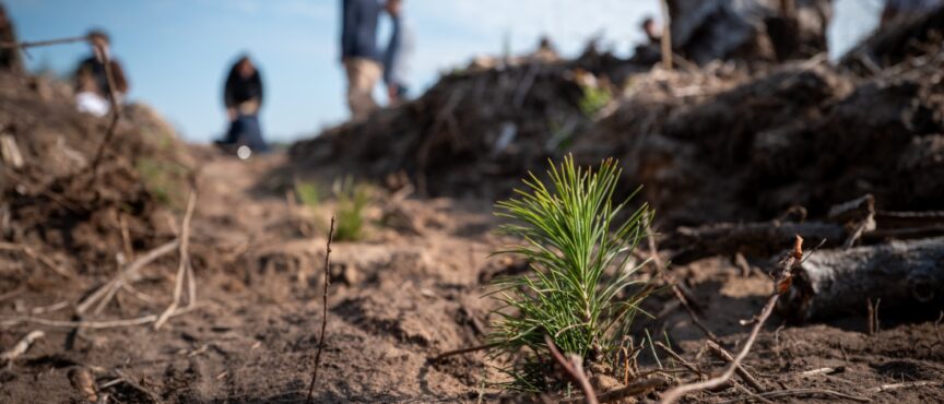Zielone Pomorze Zachodnie. Razem z młodzieżą sadzimy lasy!