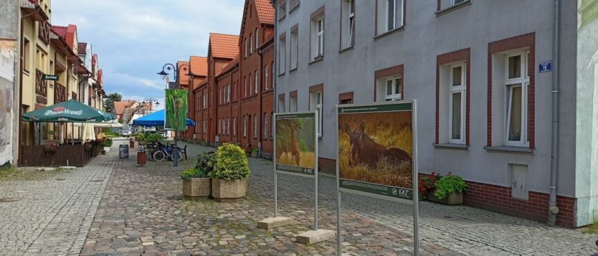 Więcej zieleni na złocienieckim deptaku. Jest unijne dofinansowanie