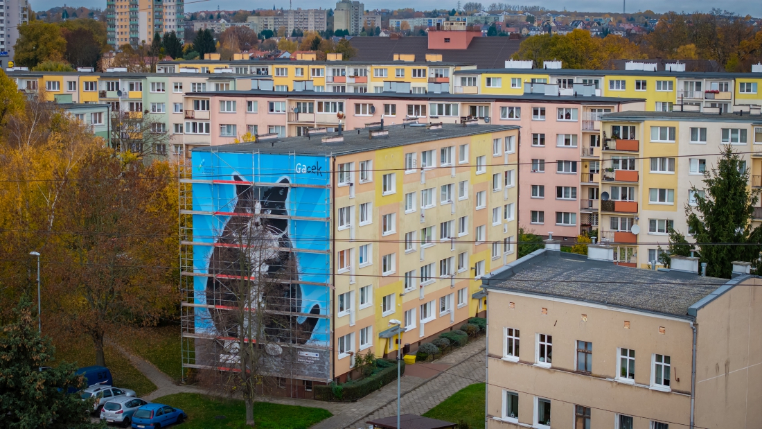 Ekologiczny mural przedstawiający kota Gacka. Powstał na ścianie budynku przy ul. Rugiańskiej34-35 w Szczecinie. Na Pomorzu Zachodnim powstanie 11 ekomurall, pochłaniających zanieczyszczenia powietrza...