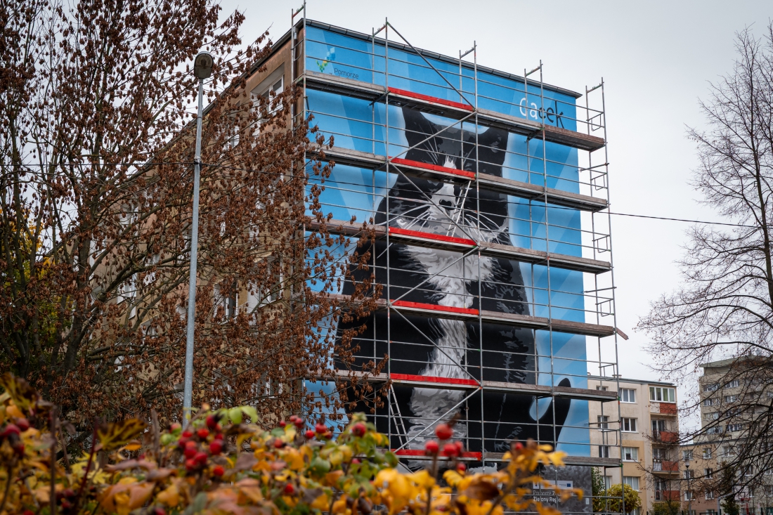 Ekologiczny mural przedstawiający kota Gacka. Powstał na ścianie budynku przy ul. Rugiańskiej34-35 w Szczecinie. Na Pomorzu Zachodnim powstanie 11 ekomurall, pochłaniających zanieczyszczenia powietrza...