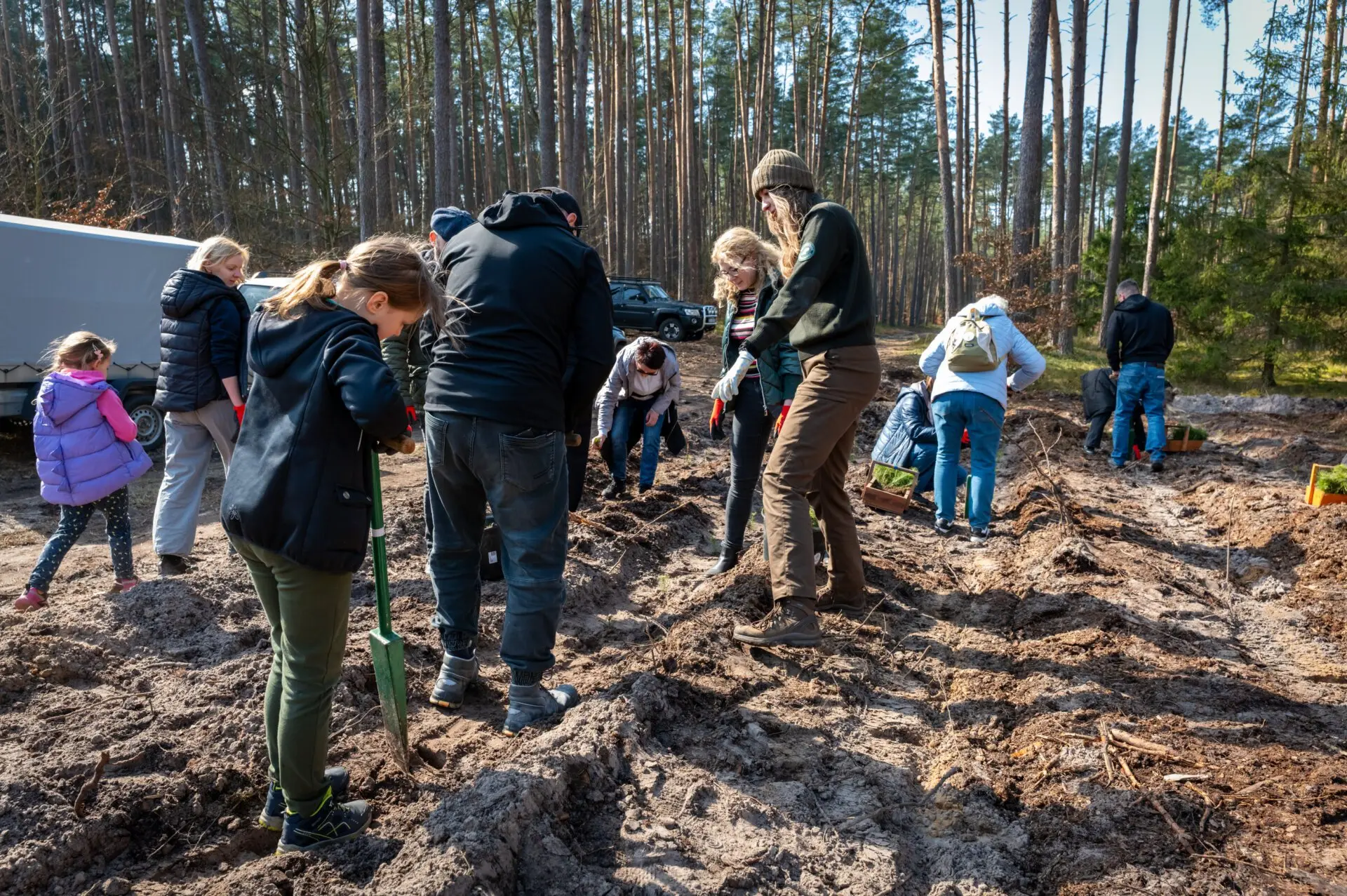 Sadzonki posadzono na terenie Nadleśnictwa Trzebież....