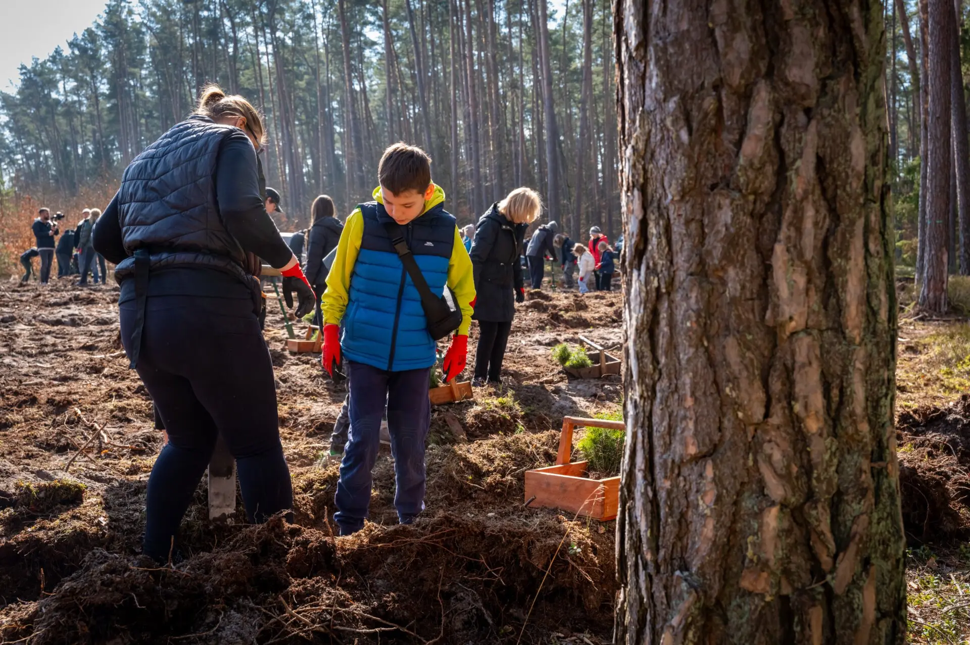 Wydarzenie organizowane przez Urząd Marszałkowski Województwa Zachodniopomorskiego wraz z Regionalnymi Dyrekcjami Lasów Państwowych w Szczecinie, Szczecinku oraz Pile - to kontynuacja akcji sadzenia drzew Zielone Pomorze Zachodnie
