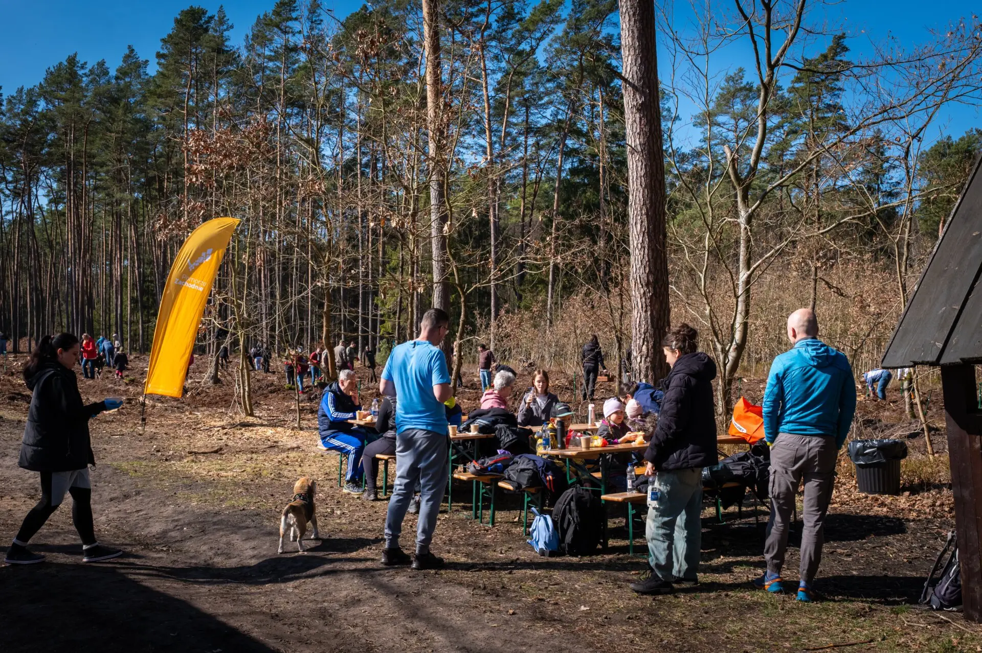 Oprócz Trzebieży, nowe nasadzenia przybędą również na terenie Nadleśnictw: Mieszkowice, Resko, Międzyzdroje, Karnieszewice, Czarnobór, Mirosławiec, Czaplinek i Gryfice....