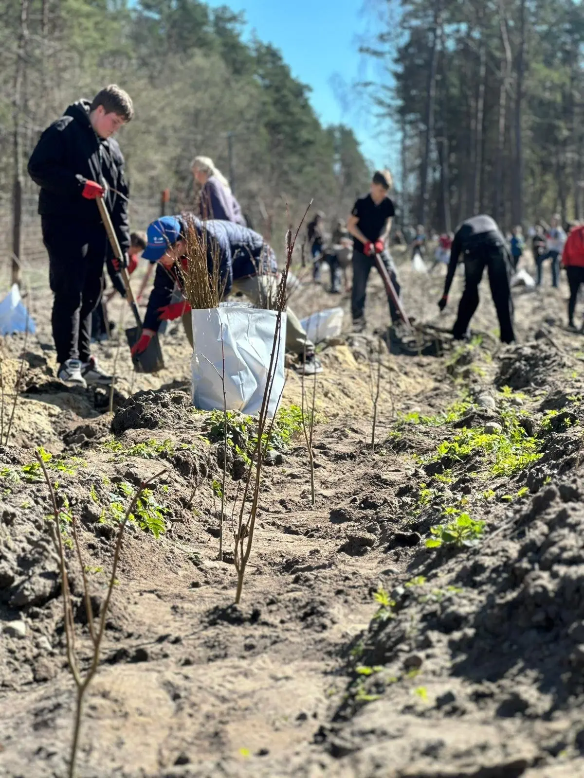 W akcji udział wzięło ponad 200 uczniów ze szkół m.in. w Mirosławcu i Piecniku....